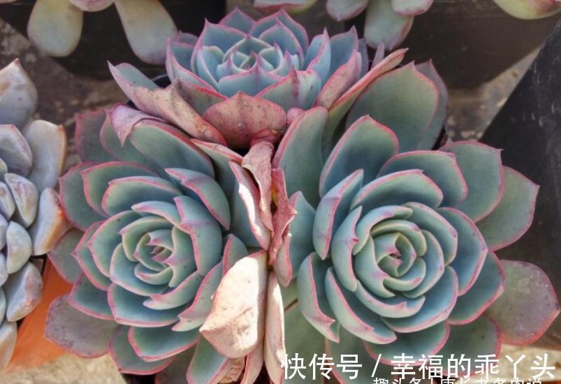 冬天|多肉冬天可以移盆,但要注意“3要点”和浇水方法,要不然难服盆