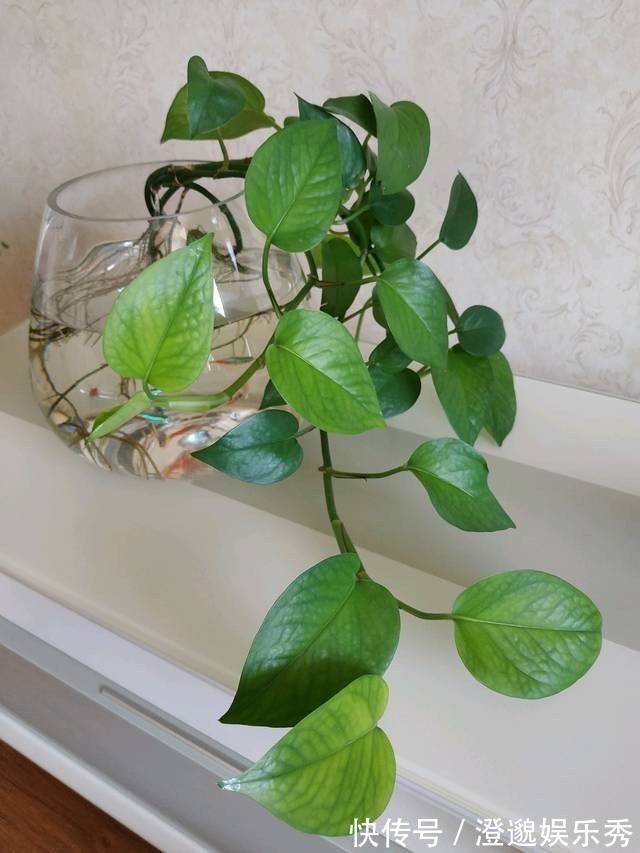 清新|家里有不用的瓶子,拿来水培3种绿植,简单好养清新漂亮