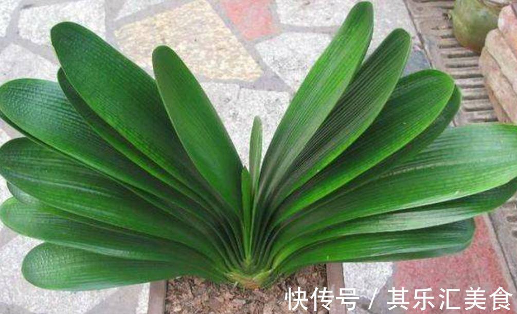 三种植物夏天爱黄叶,改善养殖方法,叶片绿,长势好