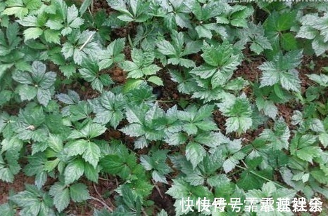 农民朋友|农村一种野草,生长在水沟却很珍贵,药店里一斤90块