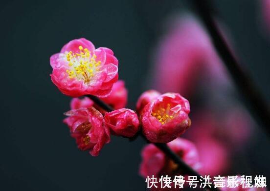 词人！陆游最经典的写景词，全篇无一梅字，却句句描写梅花