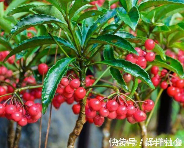 家里必养“4种花”,开花又大又艳,比牡丹美,比绿萝好养!