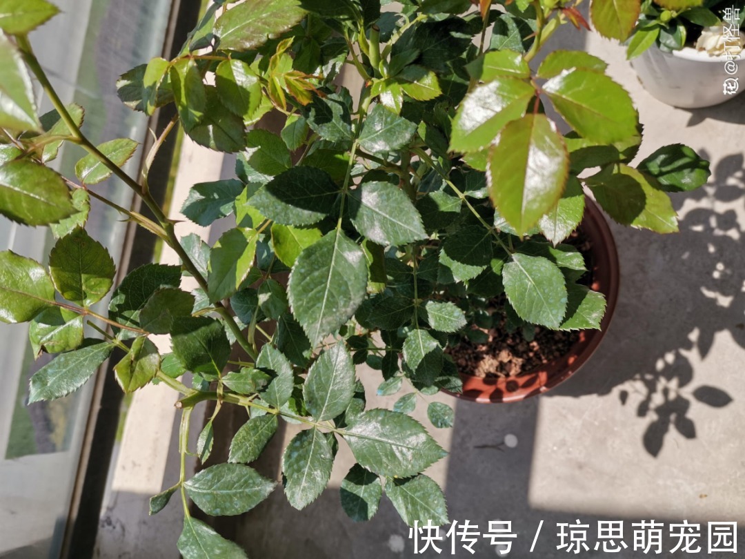 磷酸二氢钾|月季现在赶紧施肥,不然越长越差,上肥后月月开花