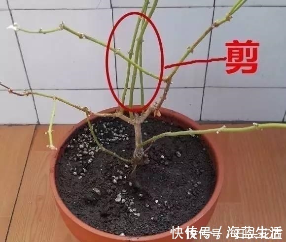 家里有5种花，12月之前要“动剪刀”，舍得剪、花量翻倍