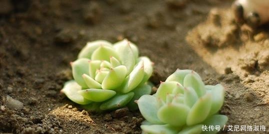 6种长不大的多肉,阳台摆上几盆,小小的、萌萌的,美成一首诗!