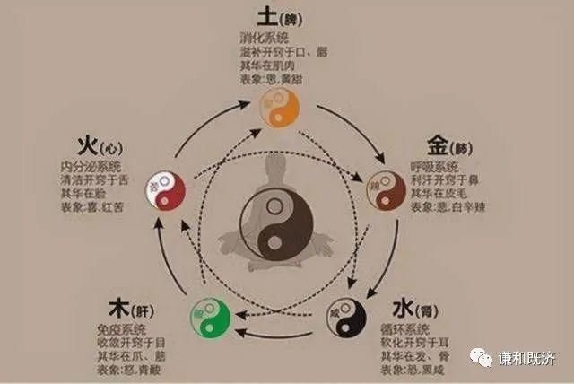  表里的关系|心与小肠互为表里，心是阴火，小肠是阳火