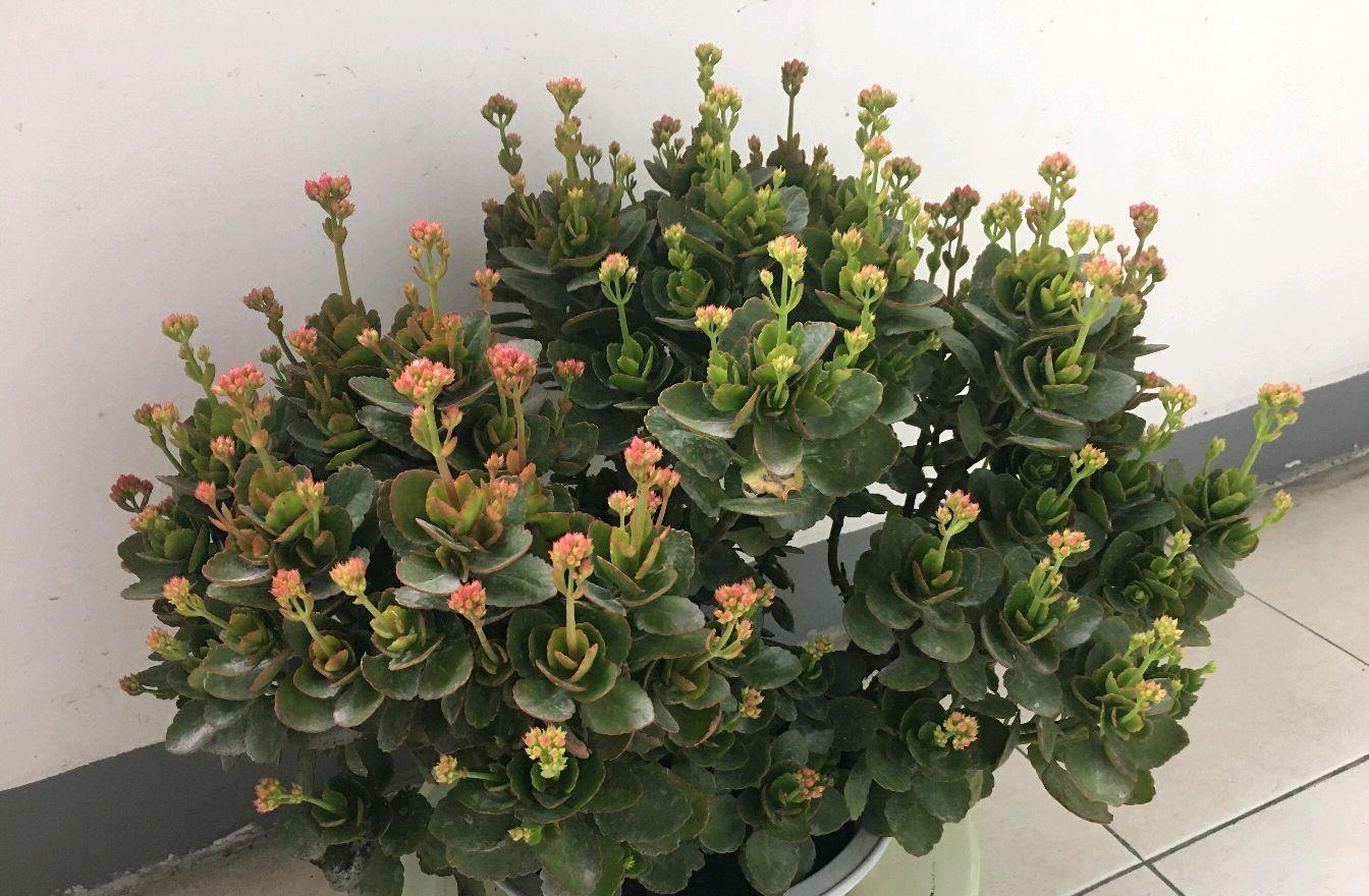 磷酸二氢钾|长寿花的花苞上色了还能喷磷酸二氢钾吗?磷酸二氢钾不是随便用