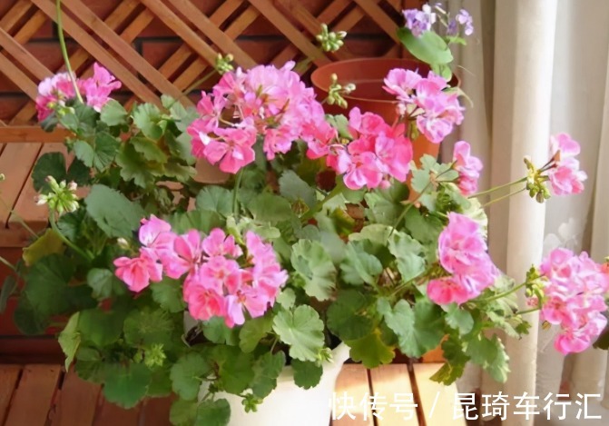 阳台养天竺葵有技巧,掌握住3点,盆栽事半功倍