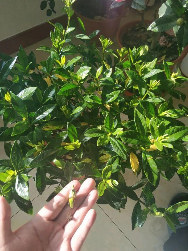 栀子月季，花还没开就发黑掉落，这些原因一看就懂！