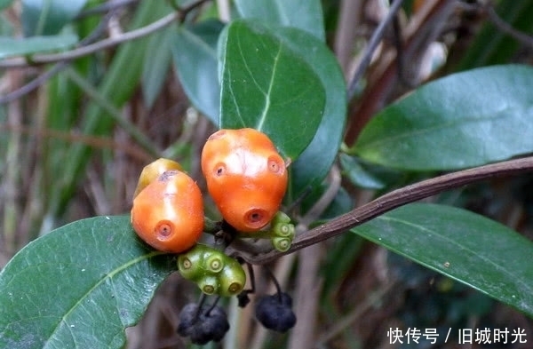 满“眼睛”,小孩看到都躲着走,殊不知宝贵入药少不了