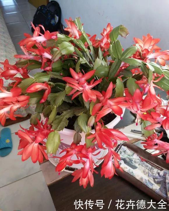 花草|超厉害的“开花肥”,2周浇一勺,呼呼爆花,一连3个月