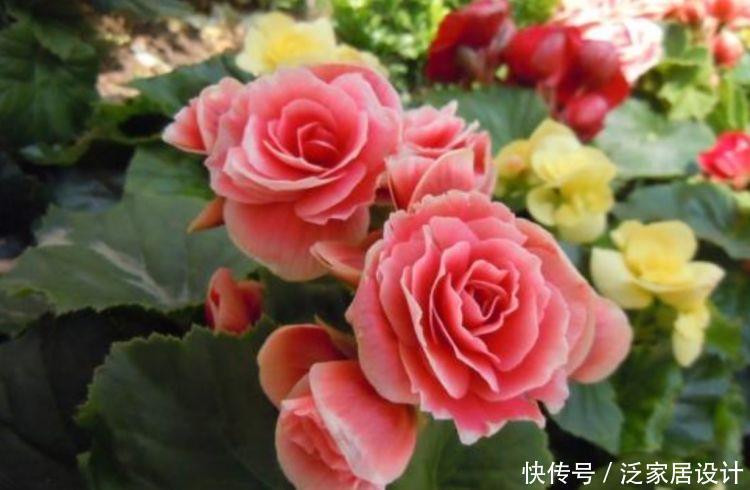 牡丹|大家最喜欢的4种花,好养开花漂亮,比牡丹美,比绿萝好养!