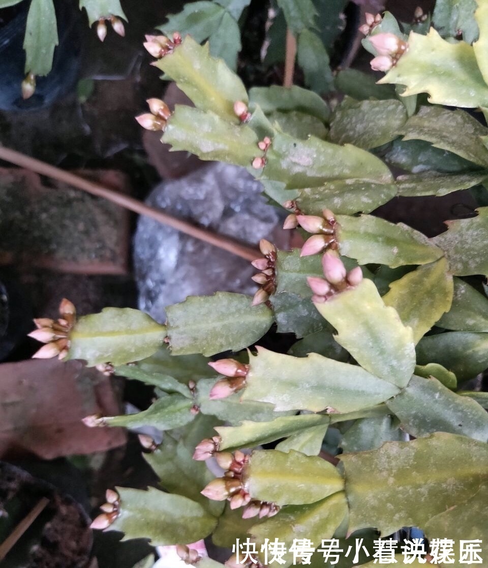 蟹爪兰花苞“蔫不拉几”，这叫做“消苞”现象，有3个原因要知道