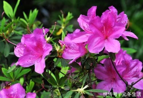 花花瓣|养此4种花,插枝就能活,养护容易,全年开花,室内也能种