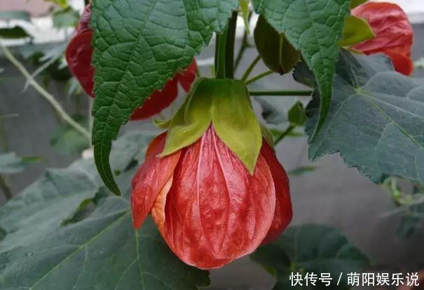 客厅摆放这5款花草，打理省心，连假花、空气净化器都省了