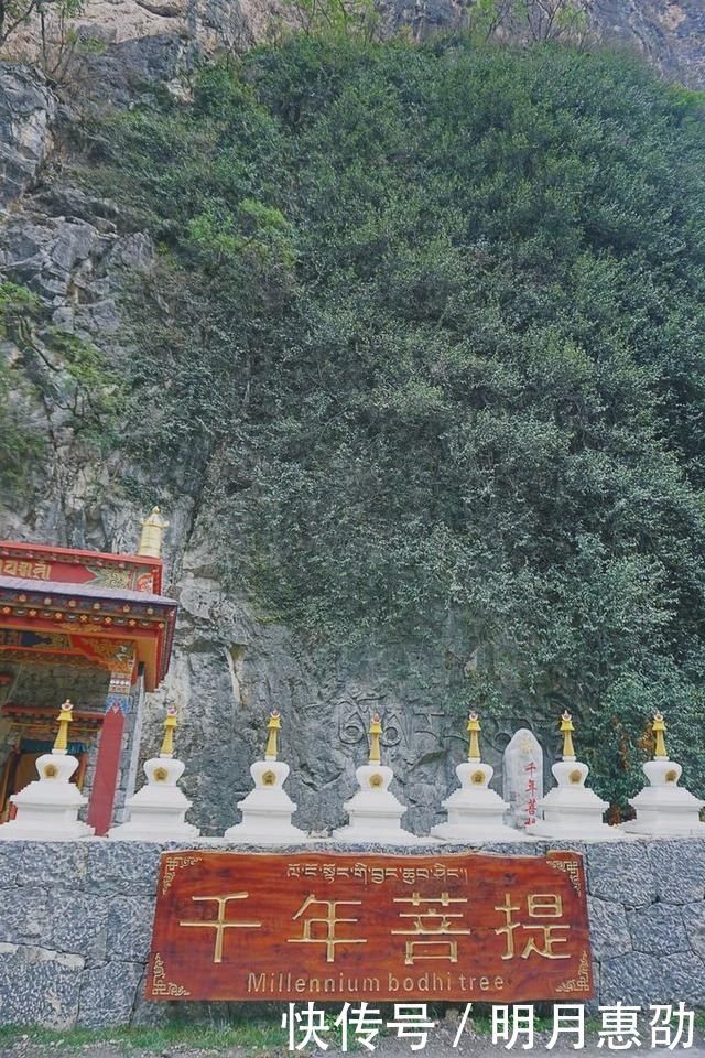 中年|著名的巴格拉宗,这里的千年菩提树长出怪异的“佛手”?