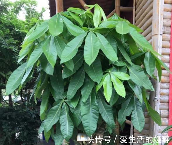 发财树就是这么好养,只需4步,枝叶繁茂,再也不黄叶烂根