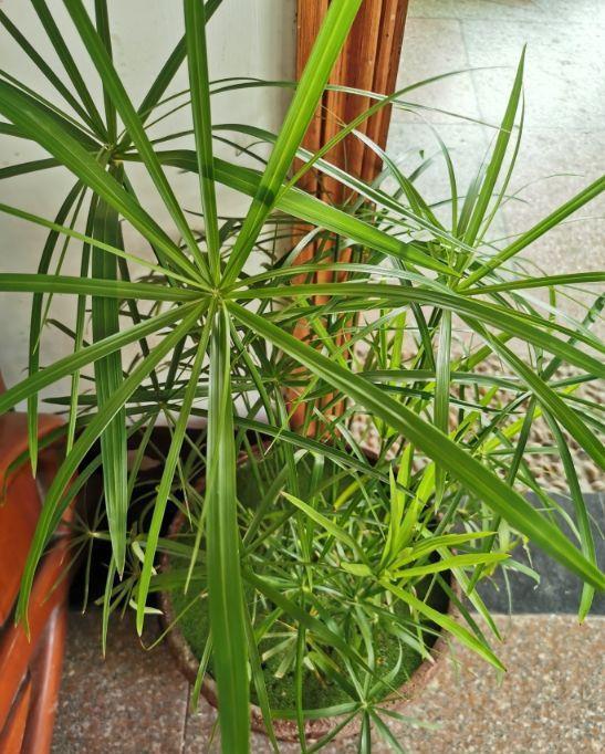 绿植|河边常见的3种草,现在都成了网红绿植,养护起来超简单