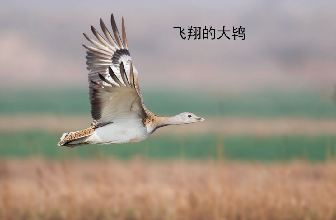 开封市|「汴京公园」神奇的生物多样性 激发学生们探索大自然的浓厚兴趣