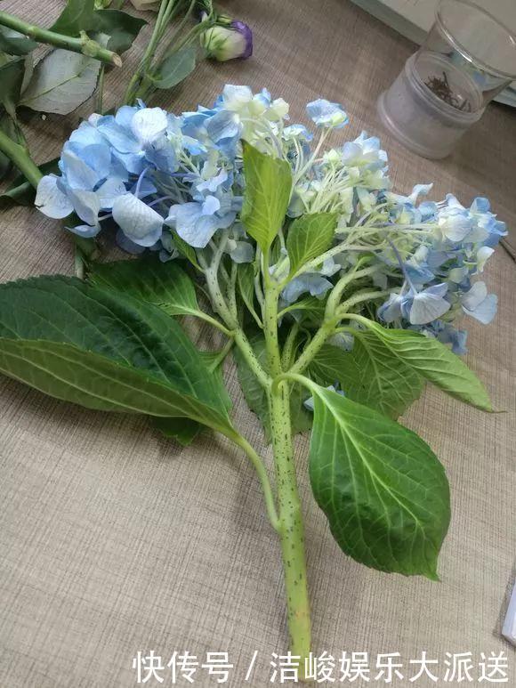 绣球花|家里有2种花,趁着现在“摘心”,花苞呼呼窜,个个开爆盆