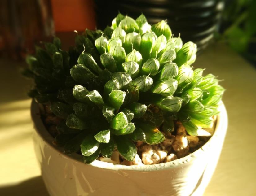 叶子|6月养玉露,这么干就能让叶子水灵灵、肥嘟嘟,长满盆