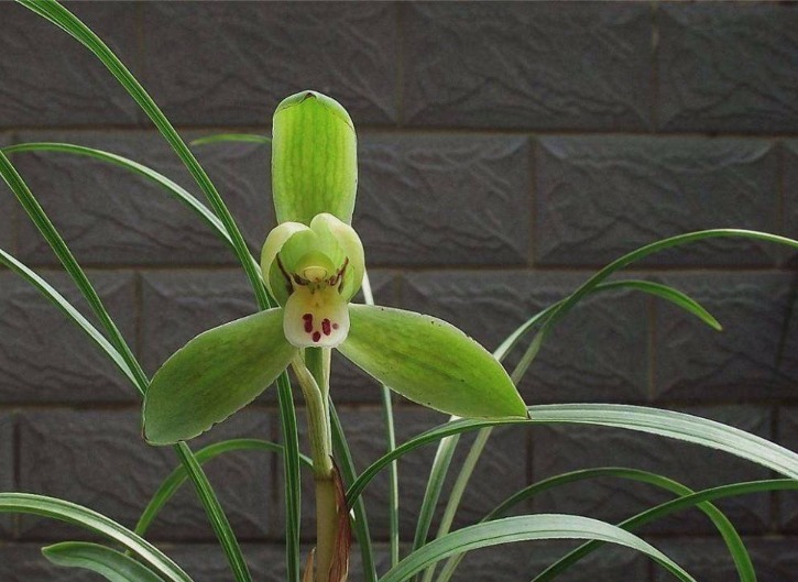 兰花夏天怎么养教你3个养护小妙招,兰花安然度夏,叶子不发黄