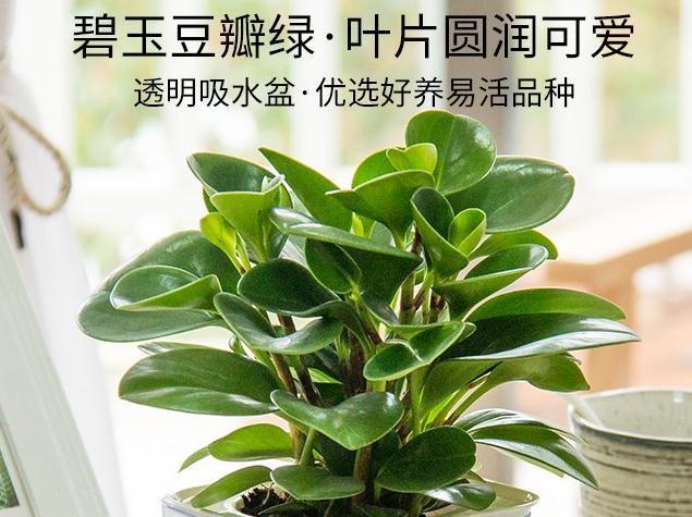 鸭脚木|这22款植物室内养护不但净化空气还吸甲醛,花友纷纷收藏