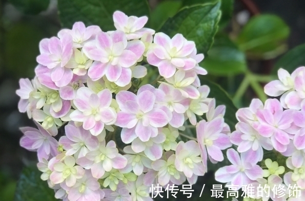 农历9月初9寒露后，养什么花？以下3种花，大吉大利喜气盈盈