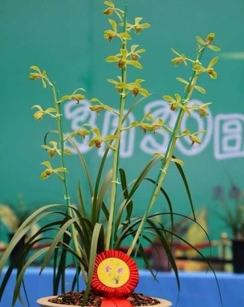 什么叫兰花服盆？怎样才能算服盆？