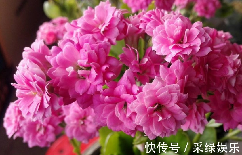 爆盆|养长寿花,“这1招”做好了,比施肥还管用,花开一茬茬,长爆盆