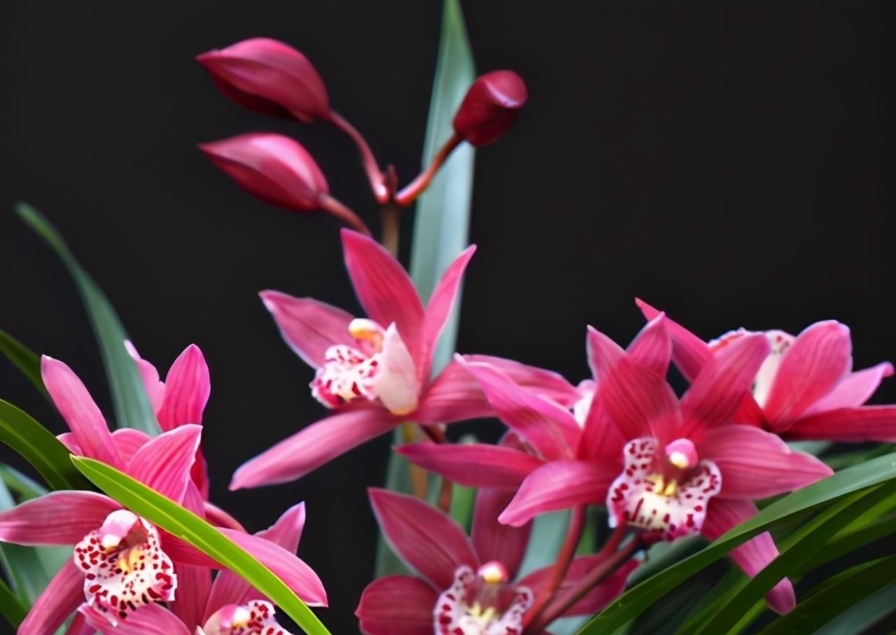 别养一季花了,此兰一年能开好几次,兰香浓郁,点亮你的阳台