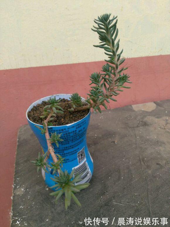 大和锦|多肉长残的照片,看一次笑一次,根治各种抑郁