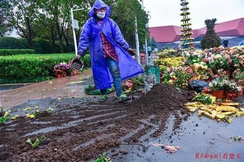  菊展|菊展闭展，爱花市民到现场淘宝：选花、收花土、取花盆