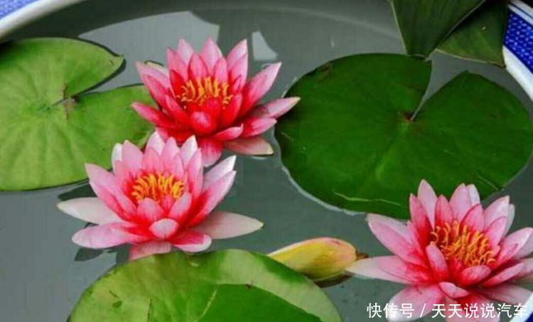 开花绚丽夺目的漂亮花卉，花香清新宜人，家养易爆盆