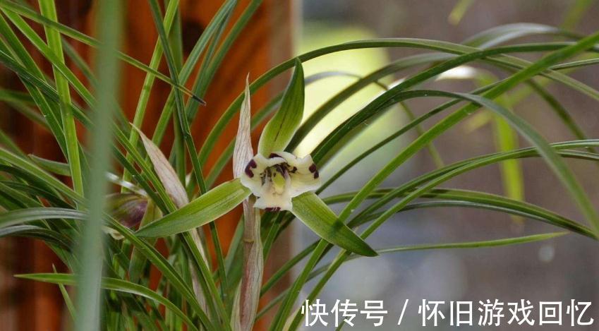 卧室养花有讲究，4种花一定不能养，不然后悔就晚啦