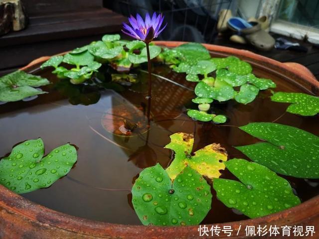 睡莲叶子老是烂,水里长虫,怎么促进开花?这些问题都统一回答了