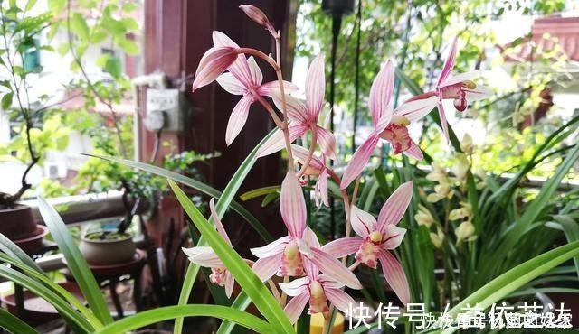 兰花|养兰花“2懒1勤”别守规矩，新芽冒不停，花箭半米高