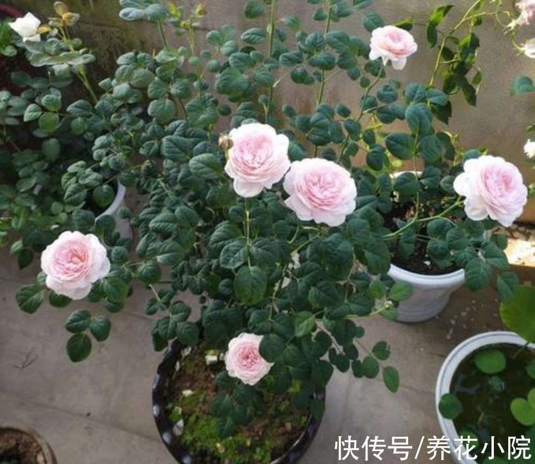 环境温度|家中温度“太低”,5种花要“干养”,才有利于安全越冬