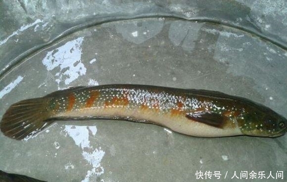 漆黑的地洞, 用猪肉作饵, 钓起一种野鱼, 当地二十年未见过