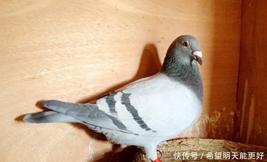 抗战时期|在抗战时期发现这个动物，一定要立即将其射下，鲜血换来的教训