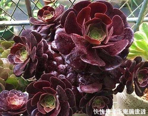 光照|此款多肉,再喜欢也别养在家里,长得丑还有“脚臭”味!