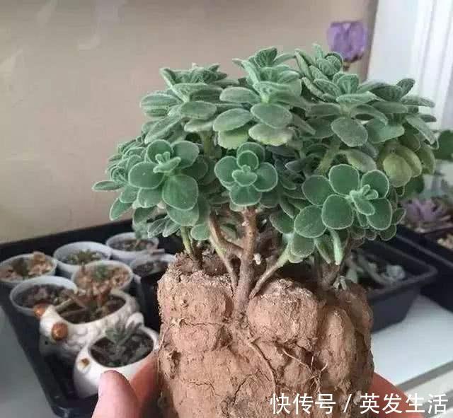 吊兰|花盆里的土壤“裂开”了，“1把它”撒下去，3天变疏松，根系健壮