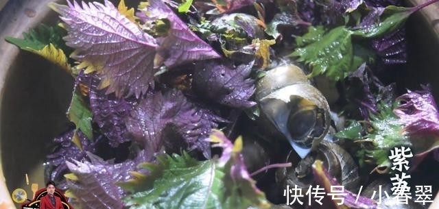 美食坊|酸笋田螺煲最好吃的做法，酸辣可口简单美味，看看你喜欢吃不？