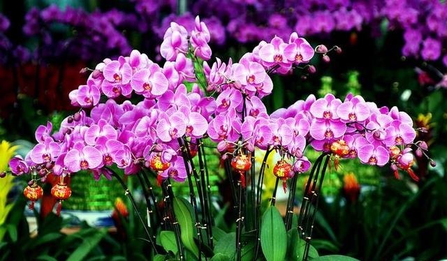 3种漂亮花,再“喜欢”也别贸然买,太难养,一般人根本养不活