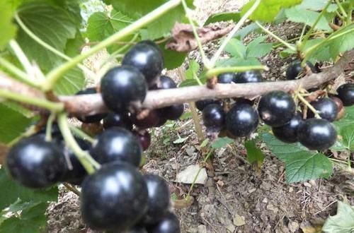 黑加仑|女性每晚当零食吃一把,半月下来,皱纹没了,色斑淡了,手脚不凉