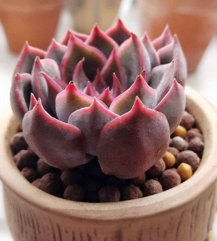 阳台上|10种多肉，正适合封闭小阳台，养起来爆盆特别快