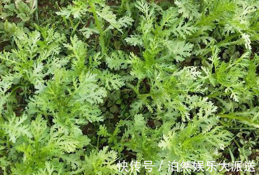 技巧|种茼蒿,采收时连根拔起教你1个技巧,茼蒿摘完一茬又一茬