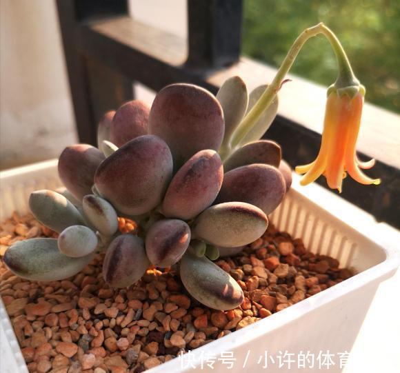 陶瓷盆不能养多肉?透气性差?都是谬论,养多肉跟花盆没关系