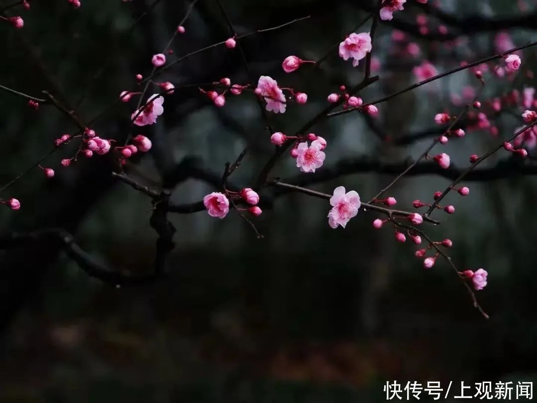 春暖花开日，醉白池公园三八女神节免票优惠邀汝来赏花