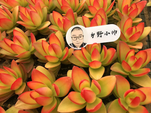 新品多肉大量到货，品种多状态美，你心动了吗？
